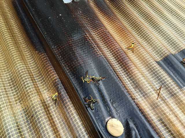 退治した蜂がいっぱいです